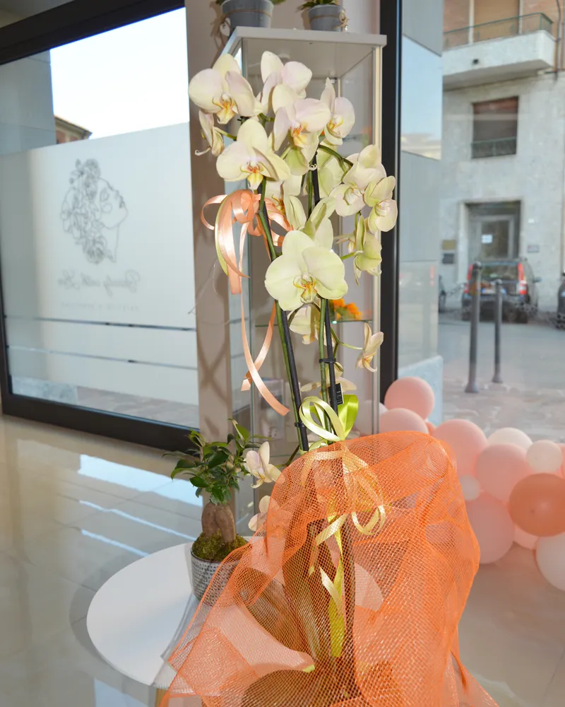 Un’orchidea con un fiocco di tulle arancione sul tavolino alla vetrina, con la strada sullo sfondo